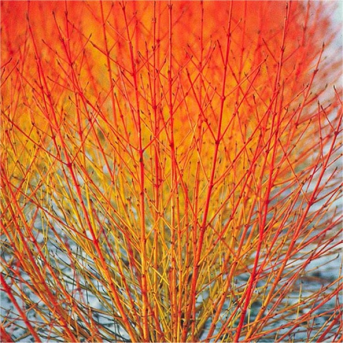 CORNUS SANGWINEA MIDWINTER FIRE kont 10 / 50-60