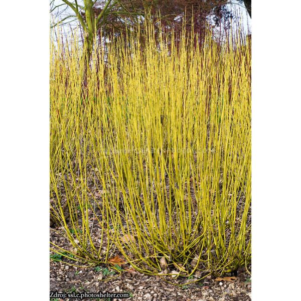 Cornus Sericea Flaviramea - Drieň Výbežkatý Flaviramea