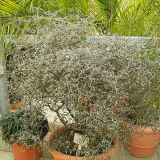 COROKIA COTONEASTER kont 2 / 30-40 - Corokia COTONEASTER