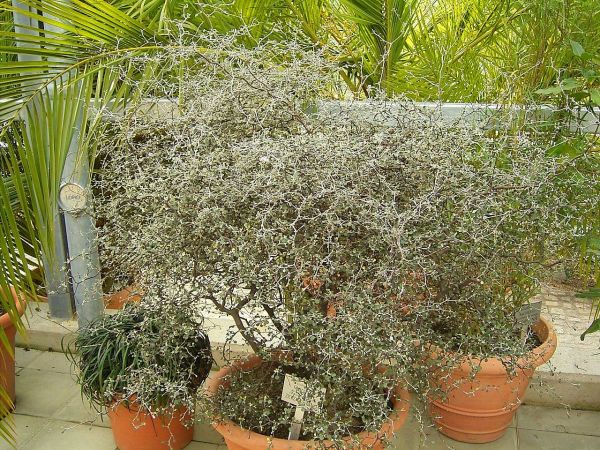 Corokia Cotoneaster Kont 2 / 30-40 - Corokia Cotoneaster