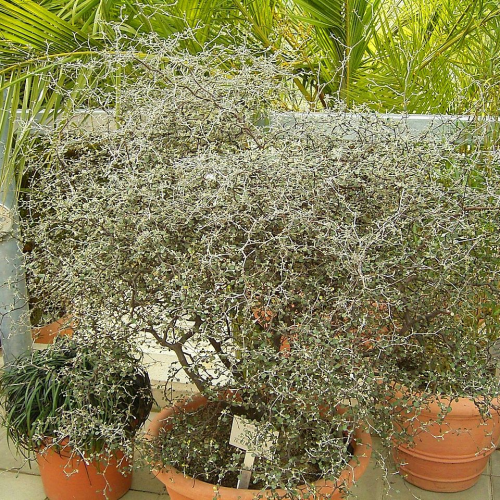 COROKIA COTONEASTER kont 2 / 30-40