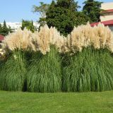 CORTADERIA PUMILA kont 2 - Pampová tráva PUMILA