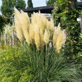 CORTADERIA SELLOANA EVITA ® - Pampová tráva SELLOANA EVITA