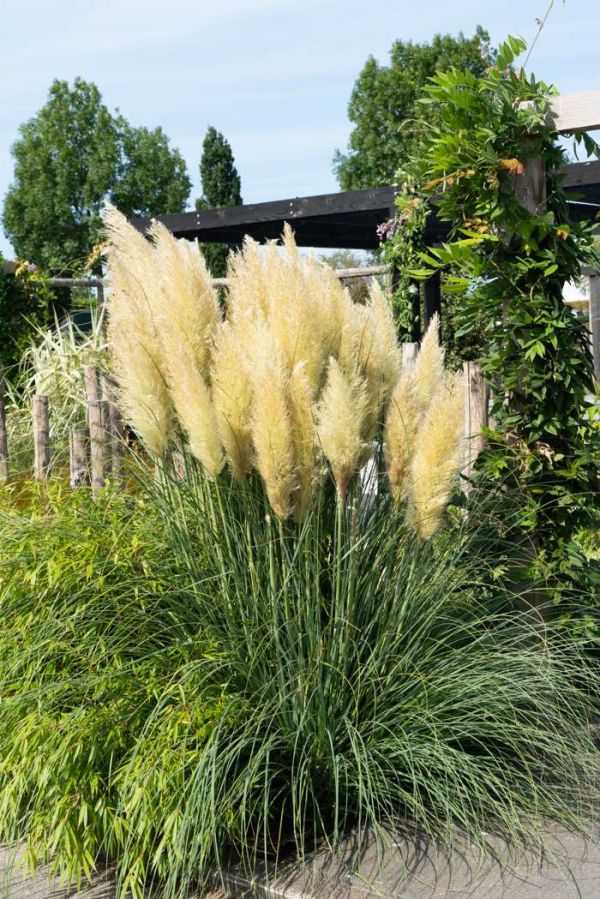 Cortaderia Selloana Evita ® - Pampová Tráva Selloana Evita