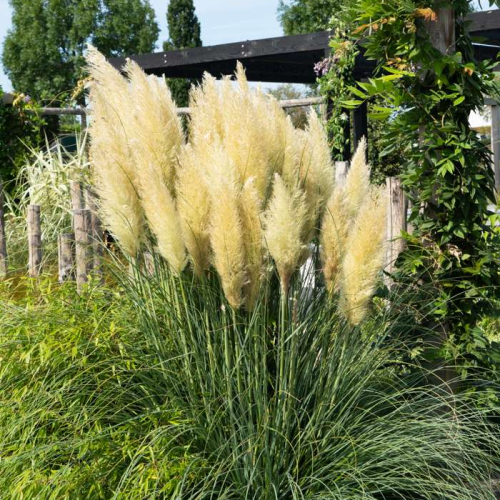 CORTADERIA SELLOANA EVITA ®