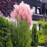 CORTADERIA SELLOANA ROSEA - Pampová tráva SELLOANA ROSEA
