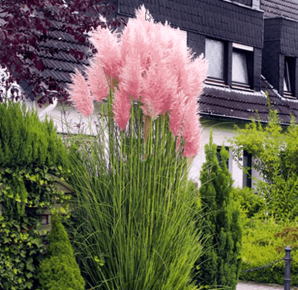 Cortaderia Selloana Rosea - Pampová Tráva Selloana Rosea