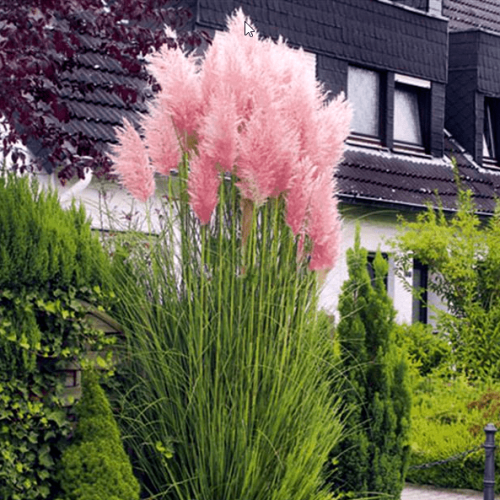 CORTADERIA SELLOANA ROSEA