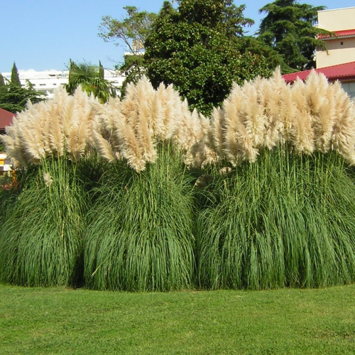 CORTADERIA (druhy)