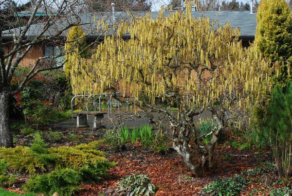 Corylus Avellana Contorta - Lieska Obyčajná Contorta