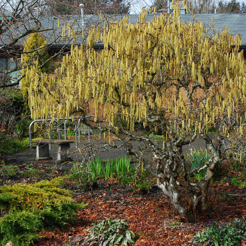 CORYLUS AVELLANA CONTORTA