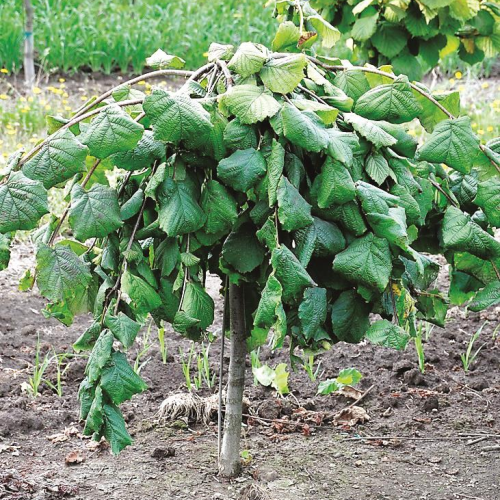 CORYLUS AVELLANA PENDULA kont / kmeň 140