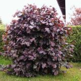 CORYLUS AVELLANA RED MAJESTIC kont 3 / 40-50 - Lieska OBYČAJNÁ RED MAJESTIC
