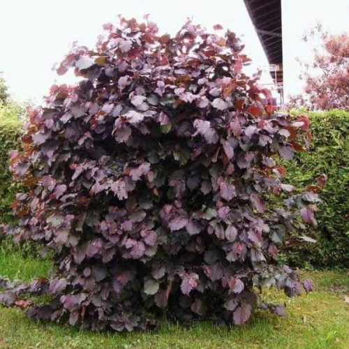 CORYLUS AVELLANA RED MAJESTIC kont 3 / 40-50