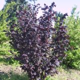 CORYLUS AVELLANA ROTE ZELLERNUSS kont / 80-100 - Lieska OBYČAJNÁ ROTE ZELLERNUSS