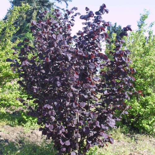 CORYLUS AVELLANA ROTE ZELLERNUSS kont / 80-100