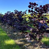 CORYLUS MAXIMA PURPUREA - Lieska MAXIMA PURPUREA
