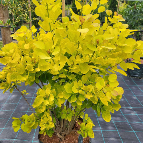 COTINUS COGGYGRIA GOLDEN SPIRIT