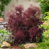 COTINUS COGGYGRIA  LILLA ® kont 3 / 30-40 - Škumpa COGGYGRIA LILLA