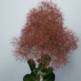 COTINUS COGGYGRIA MAGICAL TORCH kont - Škumpa COGGYGRIA MAGICAL TORCH