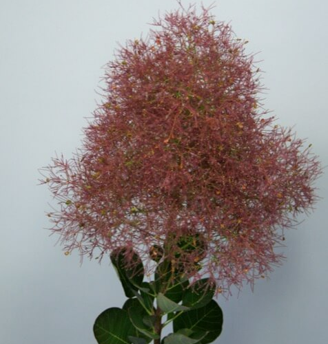 COTINUS COGGYGRIA MAGICAL TORCH kont