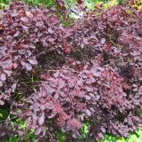 COTINUS COGGYGRIA  ROYAL PURPLE kont 3 / 30-40 - Škumpa COGGYGRIA ROYAL PURPLE
