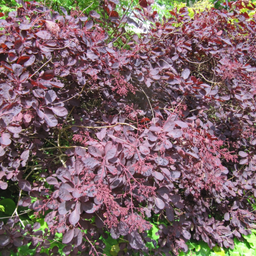 COTINUS COGGYGRIA  ROYAL PURPLE kont 3 / 30-40