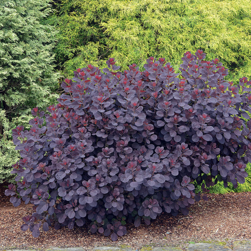 COTINUS COGGYGRIA ROYAL PURPLE