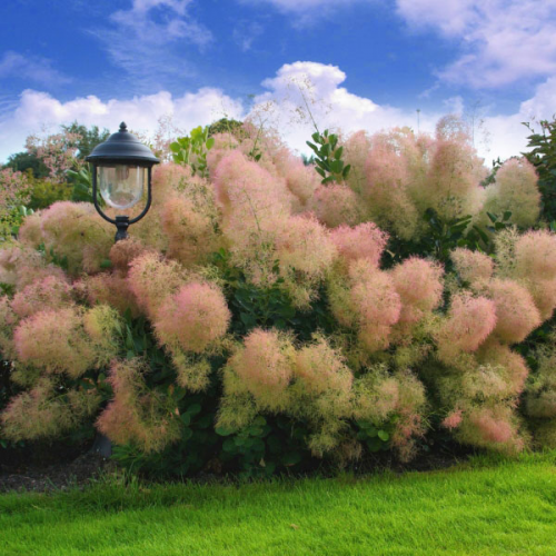 COTINUS COGGYGRIA YOUNG LADY kont 3