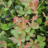 COTONEASTER BUXIFOLIA NANA kont - Skalník BUSIFOLIA NANA