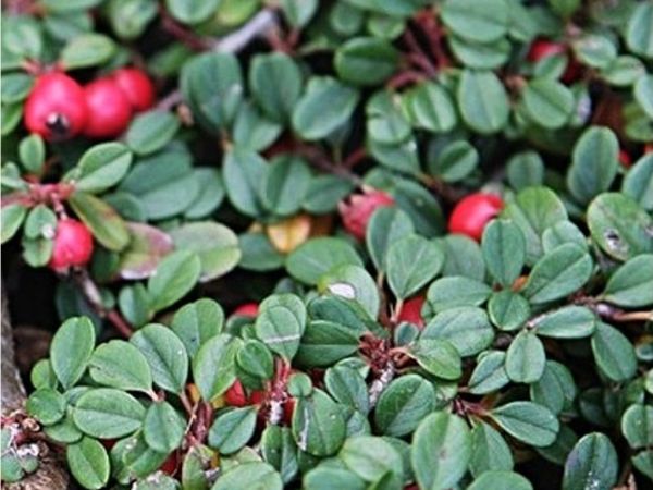 Cotoneaster Microphyllus Schneiderii Kont P9 / 10-15 - Skalník Microphyllus Schneiderii