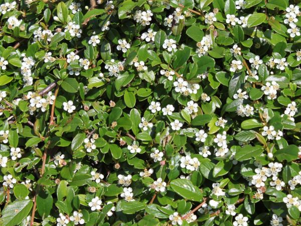 Cotoneaster Procumbens Streib´s Findling Kont - Skalník Procumbens Streib´s Findling