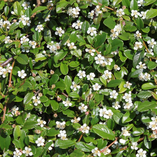 COTONEASTER PROCUMBENS STREIB´S FINDLING kont