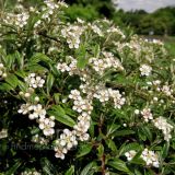 COTONEASTER SALICIFOLIUS GNOM kont 1