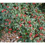 COTONEASTER SALICIFOLIUS PARKTEPPICH kont P9 / 20-30 - Skalník SALICIFOLIUS PARKTEPPICH