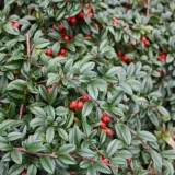 COTONEASTER SALICIFOLIUS SYMPATHIE - Skalník SALICIFOLIUS SYMPATHIE