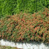 COTONEASTER SUECICUS CORAL BEAUTY kont / 60-80 - Skalník SUECICUS CORAL BEAUTY