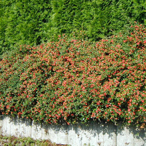 COTONEASTER SUECICUS CORAL BEAUTY kont / 60-80