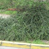 COTONEASTER SUECICUS SKOGHOLM kont P9 / 20-30 - Skalník SUECICUS SKOGHOLM