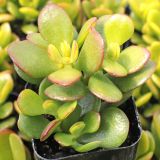 CRASSULA (druhy) kont P9 - Tučnolist