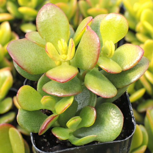 CRASSULA (druhy) kont P9