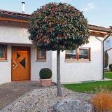 CRATAEGUS LAVALLEI CARRIEREI kont 25 / 10-12 / štandard - Hloh OBYČAJNÝ CARRIEREI