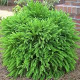 CRYPTOMERIA JAPONICA GLOBOSA NANA - Kryptoméria JAPONSKÁ GLOBOSA NANA