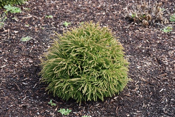 Cryptomeria Japonica Little Champion Kont 15-18 / 40-50 / Polkmeň - Kryptoméria Japonská Little Champion