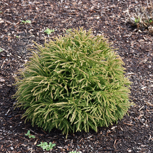 CRYPTOMERIA JAPONICA LITTLE CHAMPION kont 15-18 / 40-50 / polkmeň