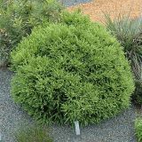CRYPTOMERIA JAPONICA LITTLE DIAMOND - Kryptoméria JAPONSKÁ LITTLE DIAMOND