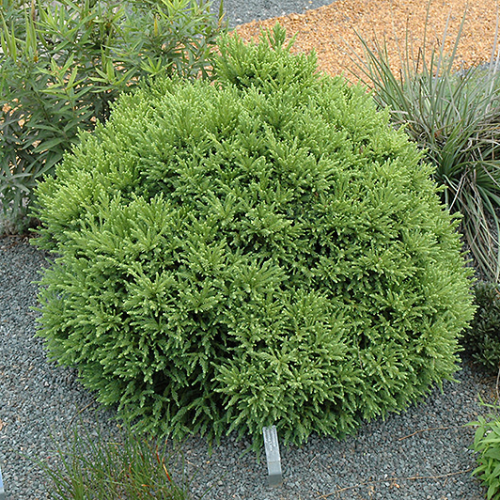 CRYPTOMERIA JAPONICA LITTLE DIAMOND