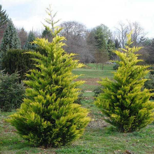 CUPRESSOCYPARIS LEYLANDII GOLD RIDER