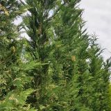 CUPRESSOCYPARIS LEYLANDII VARIEGATUS kont 18 / 150-175 - Cyprusovec LEYLANDSKÝ VARIEGATUS