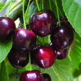 Čerešňa slaborastúca KARMEN - Čerešňa slaborastúca KARMEN